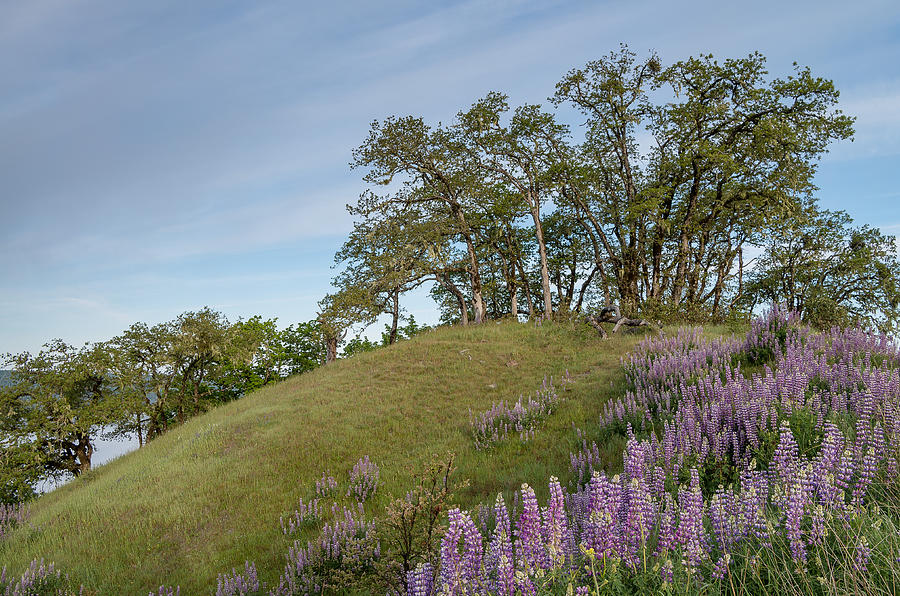 Trail of Lupine Photograph by Greg Nyquist