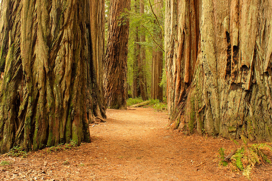 Trail of Redwoods Photograph by Judi Kubes