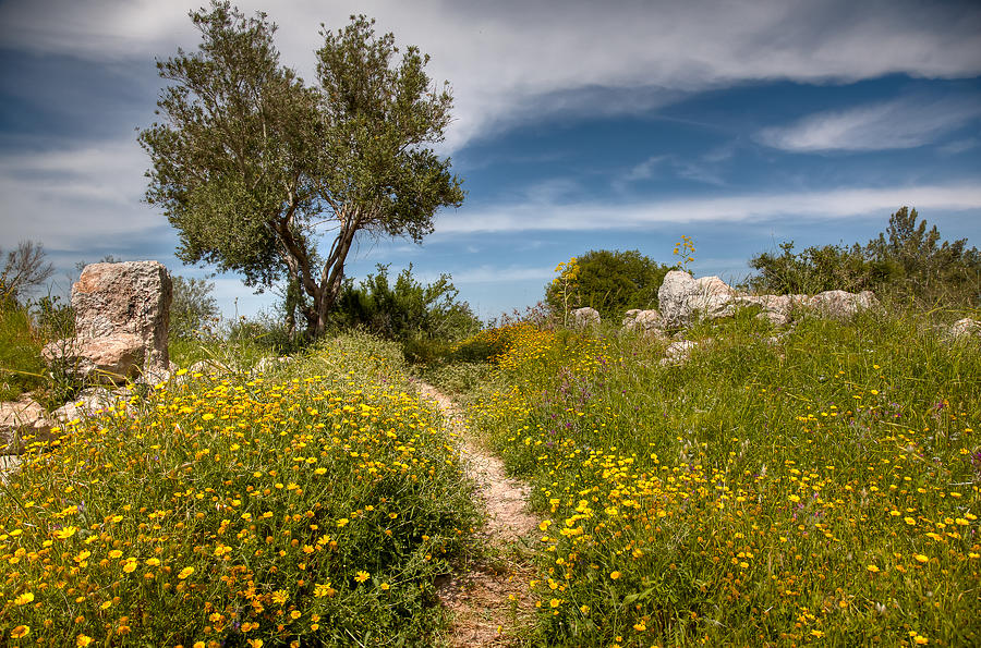 Trail of Spring Photograph by Uri Baruch