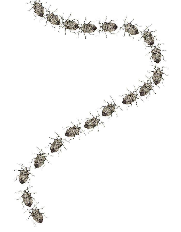 Bedazzled Digital Art - Trail of Stink Bugs by R  Allen Swezey