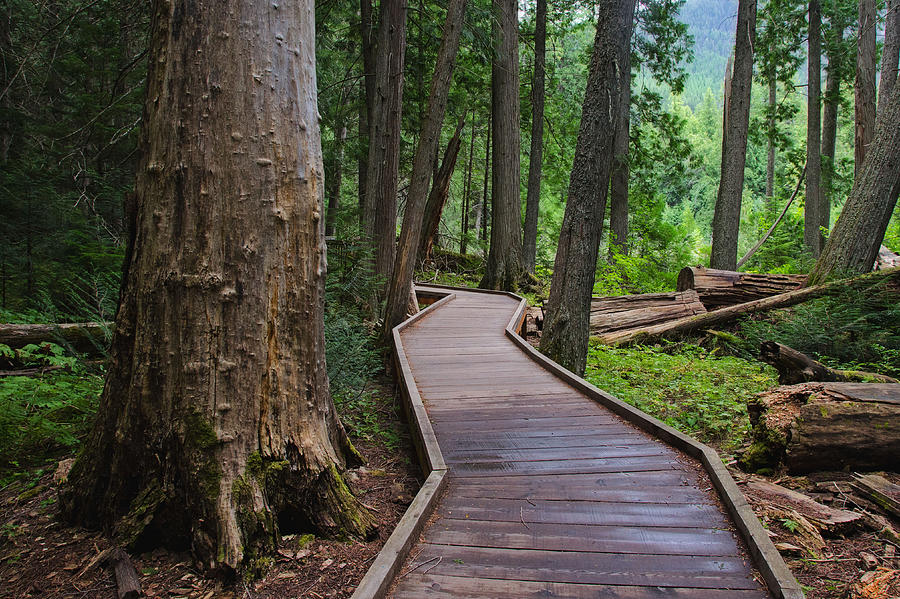 Trail of the Cedars Photograph by Darlene Bushue
