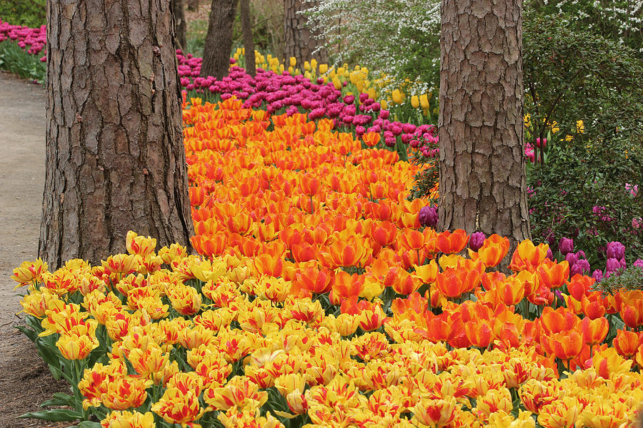 Trail of Tulips Photograph by Robert Camp