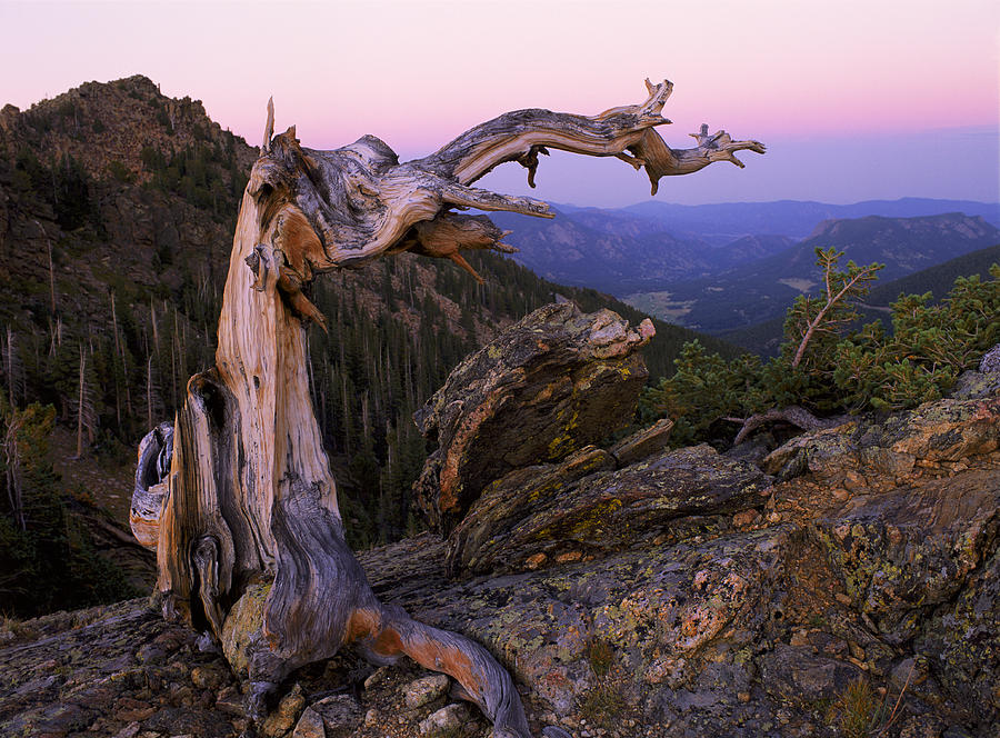 Trail Ridge Alpine-Glow Photograph By Kirk Siegler - Fine Art America