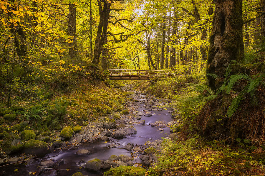 Trail Through Autumn Photograph by Jon Ares
