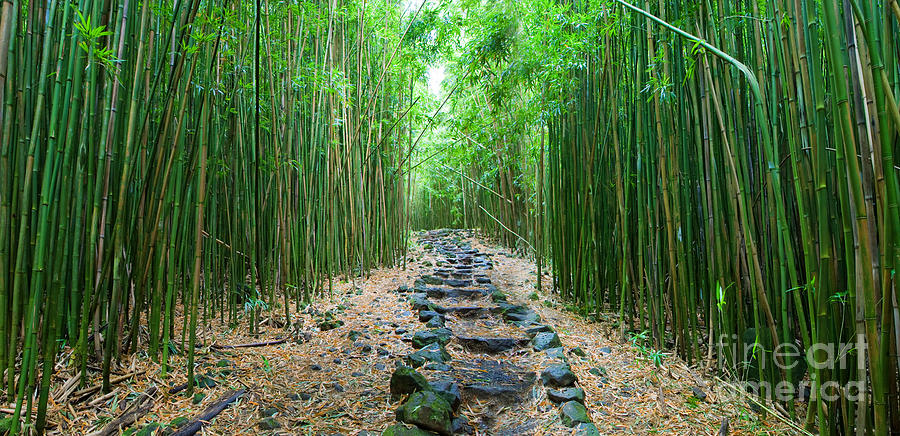 Trail through Bamboo Forest Photograph by M Swiet Productions