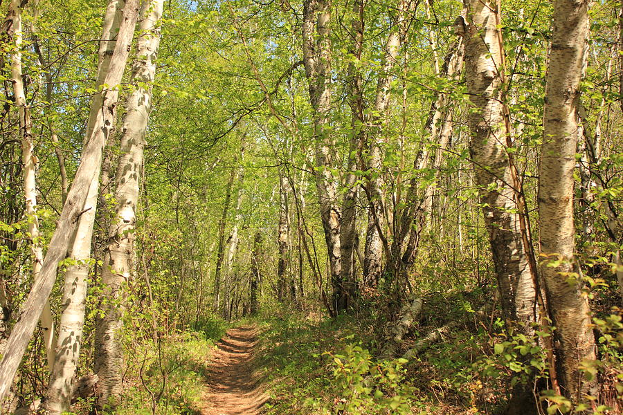 Trail Through Birches Photograph by Jim Sauchyn