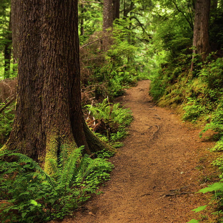 Trail Through Forest Photograph By Andipantz - Fine Art America