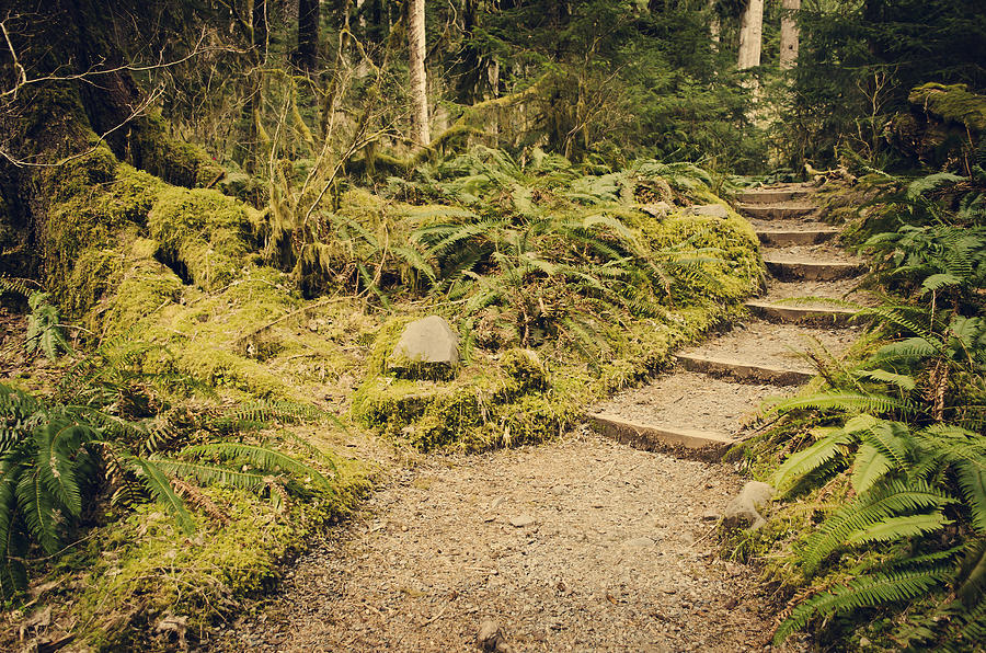Trail Through the Moss Photograph by Heather Applegate