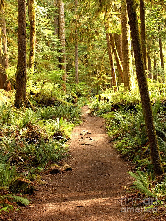 Olympic National Park Photograph - Trail through the Rainforest by Carol Groenen
