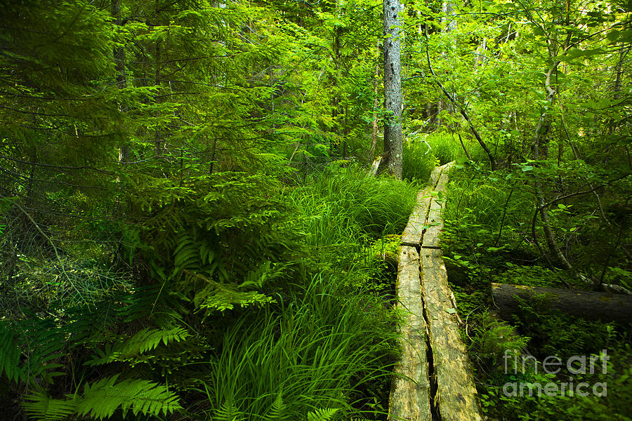 Acadia National Park Photograph - Trail Through the Woods by Diane Diederich