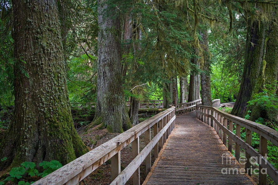 Trail Through Virgin Forest Photograph by Sean Bagshaw - Fine Art America