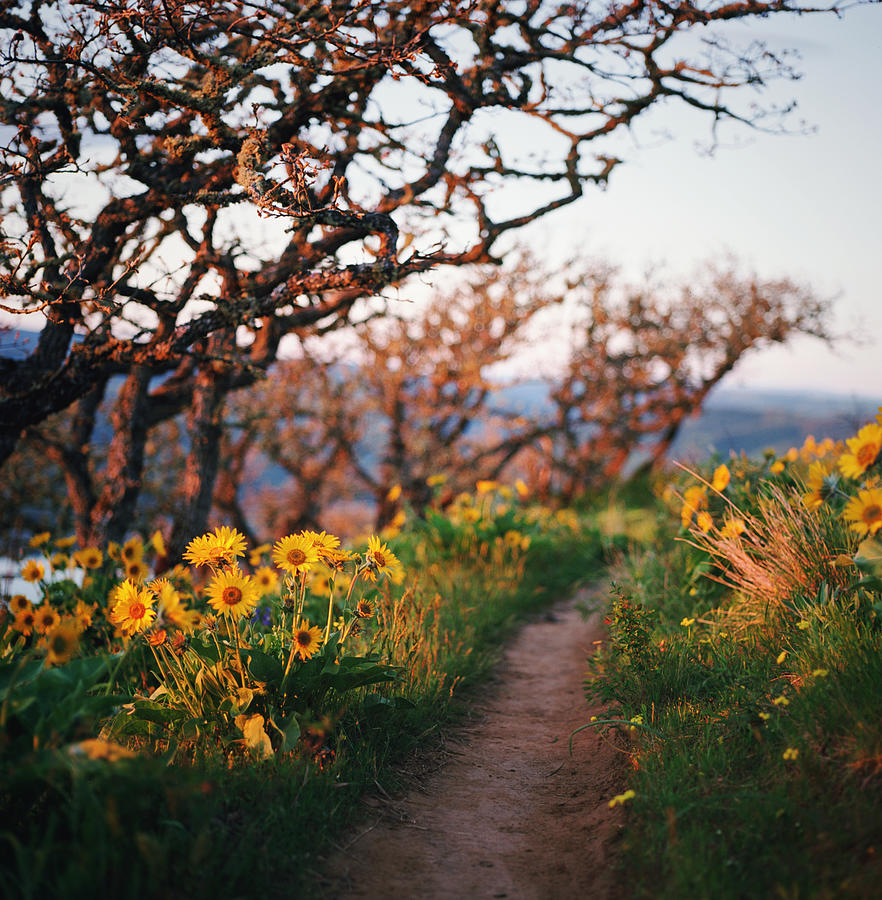 Trail Through Wildflowers At Sunset Photograph by Danielle D. Hughson