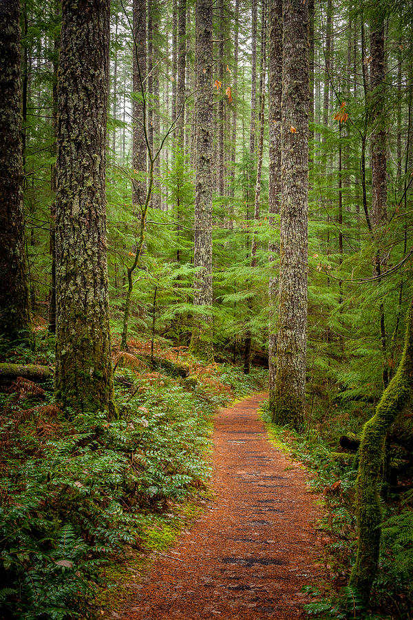 Sw Washington Photograph - trail to Lower Lewis Falls by Mike Penney