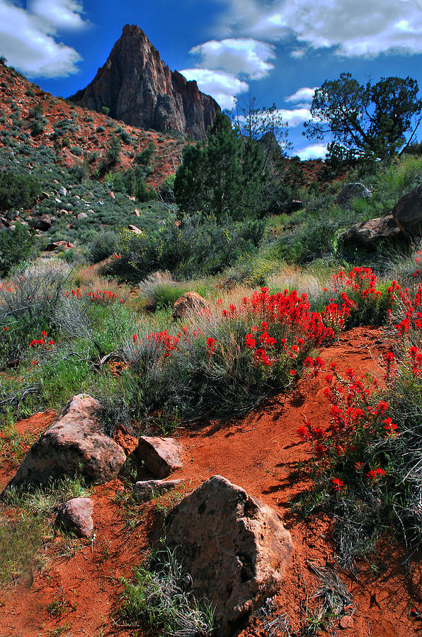Trail to the Watchman Photograph by Barbara Manis