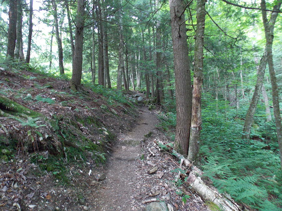 Trail to Thundering Brook Photograph by Catherine Gagne
