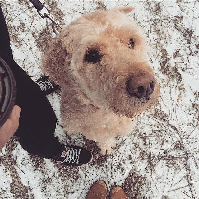 Goldendoodle Photograph - Trail Walking With This Cutie! The Best by Adina Krnician