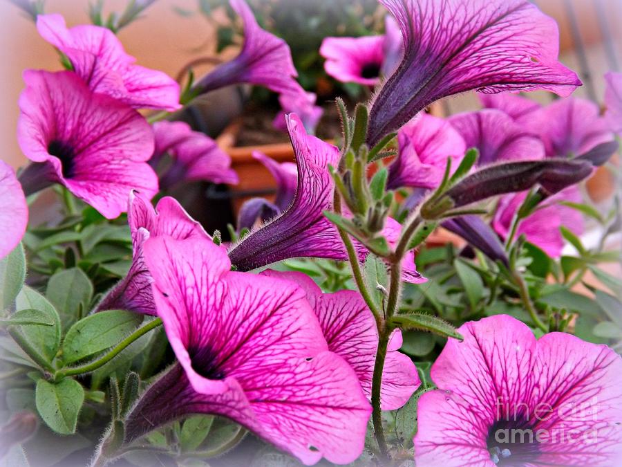 Flower Photograph - Trailing Petunias by Clare Bevan