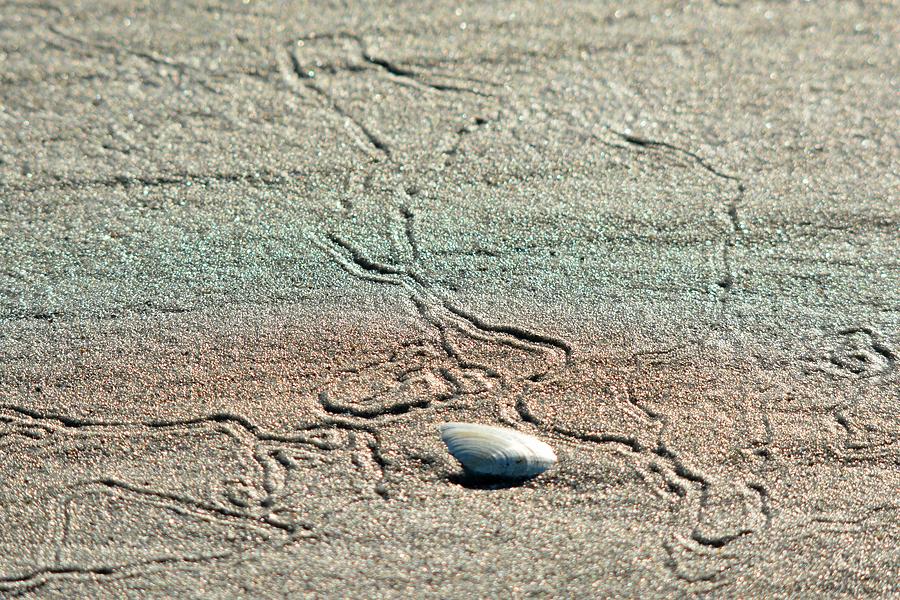 Trails in beach sand Photograph by Jo-Ann Matthews - Pixels