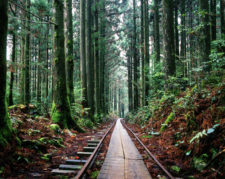 Train Tracks In The Forest Photograph by Andrew Yuen