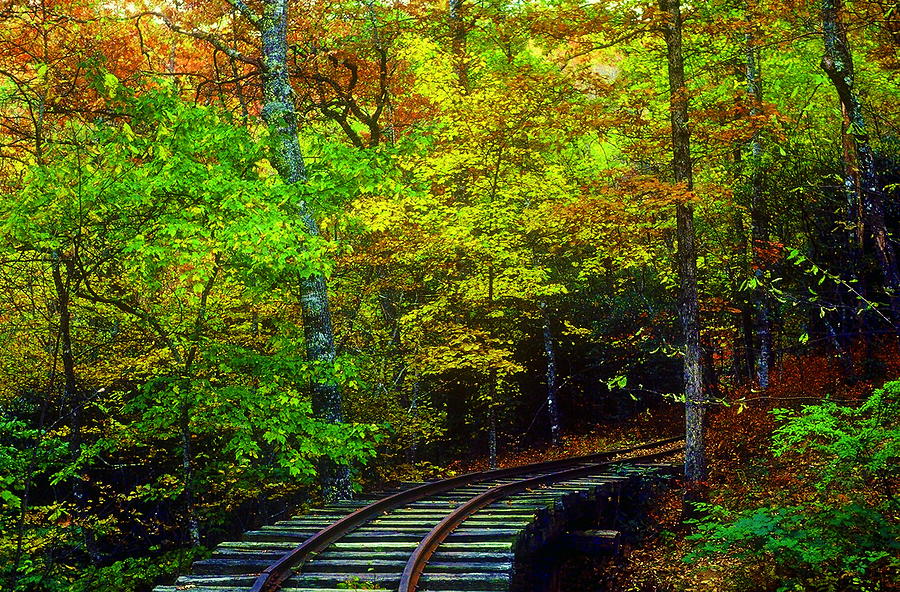 Train Tracks Into Woods Photograph by Rodney Lee Williams