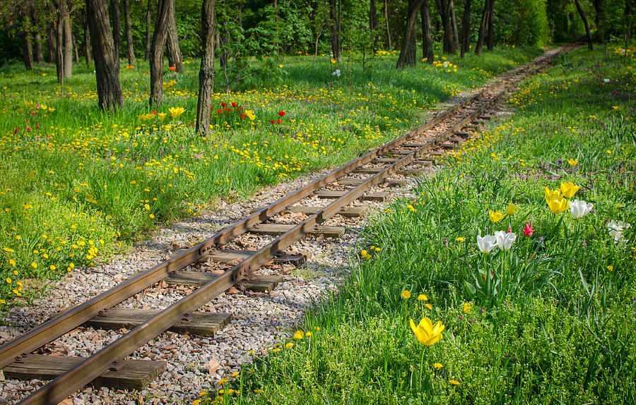 Train Tracks Through Mystic Flower Forest Photograph by Andreas Berthold