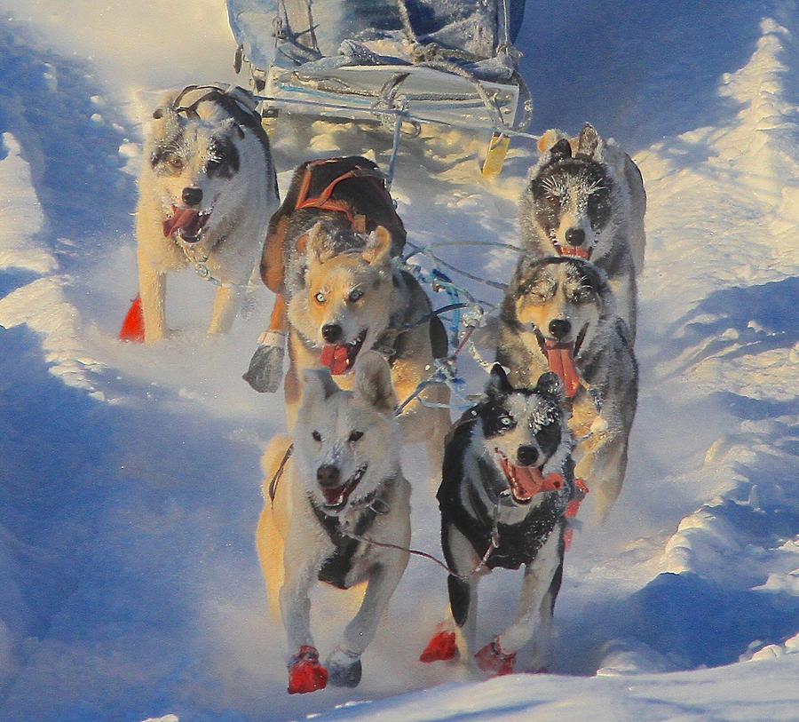 Training for Iditarod Photograph by Donna Quante