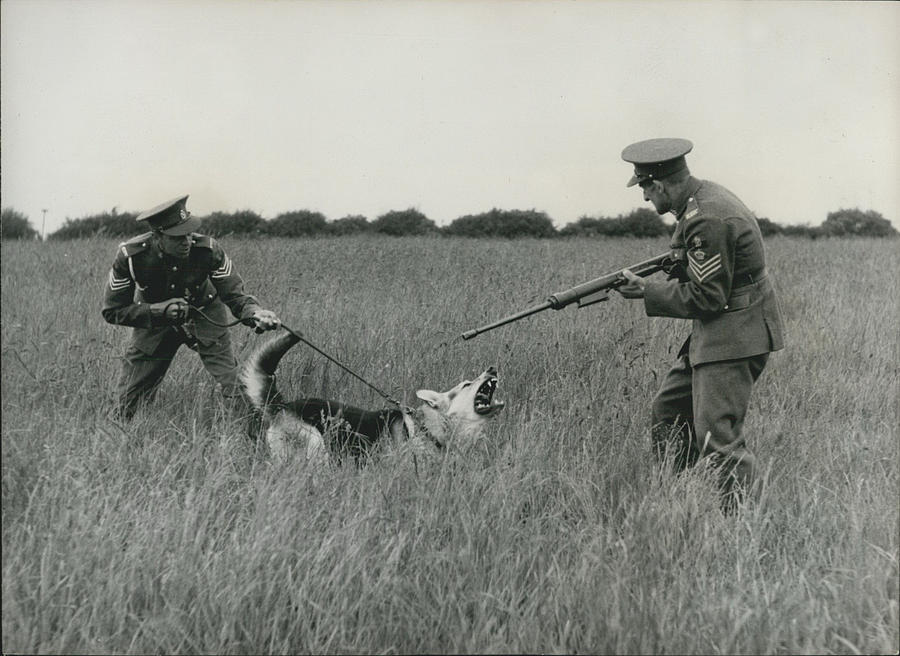 Training The Army’s Dogs How To React To Gunfire Photograph by Retro Images Archive Fine Art