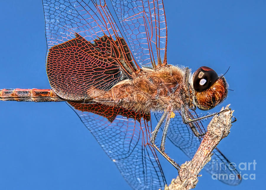 Tramea Carolina Dragonfly Photograph by Olga Hamilton