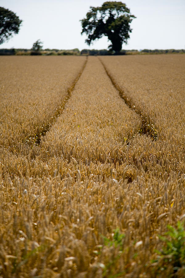 Landscape Photograph - Tramlines by Paul Lilley