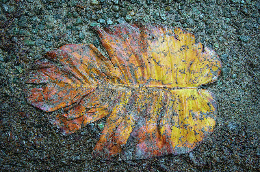 Trampled Leaf Photograph by Britt Runyon