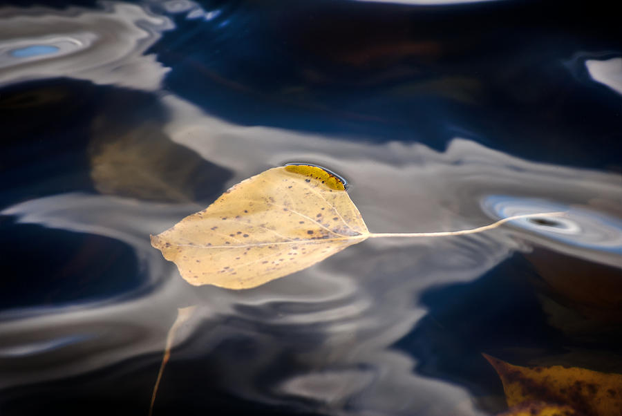 Water Photograph - Tranquil by Jessica Tookey