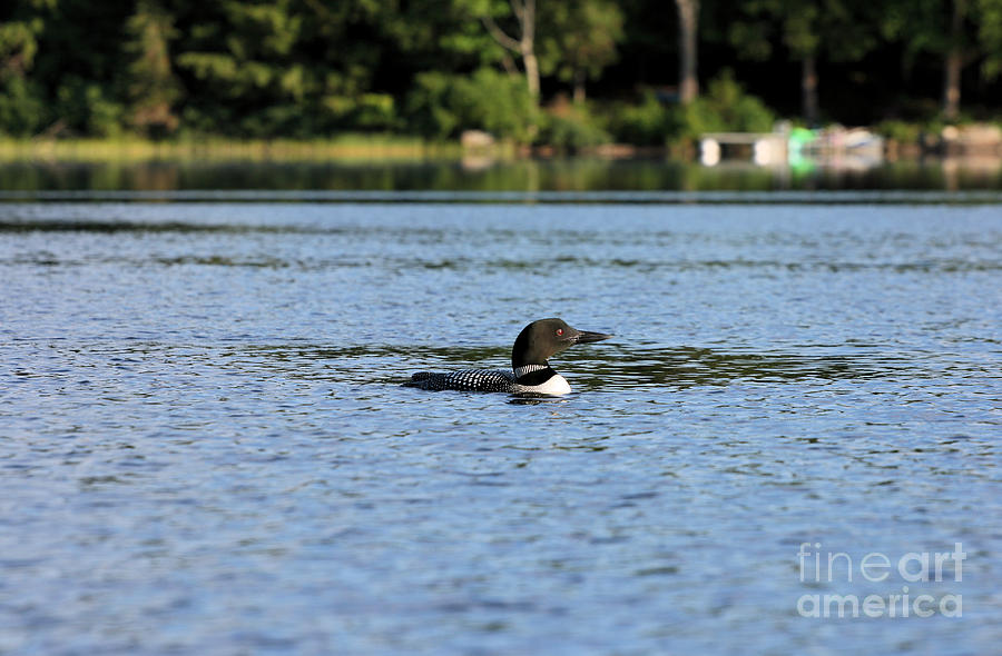 Tranquil Loon Photograph by Stan Reckard