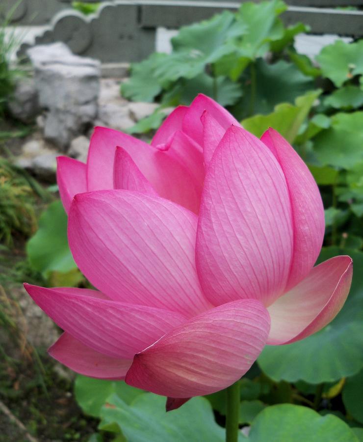 Tranquil Lotus  Photograph by Lingfai Leung