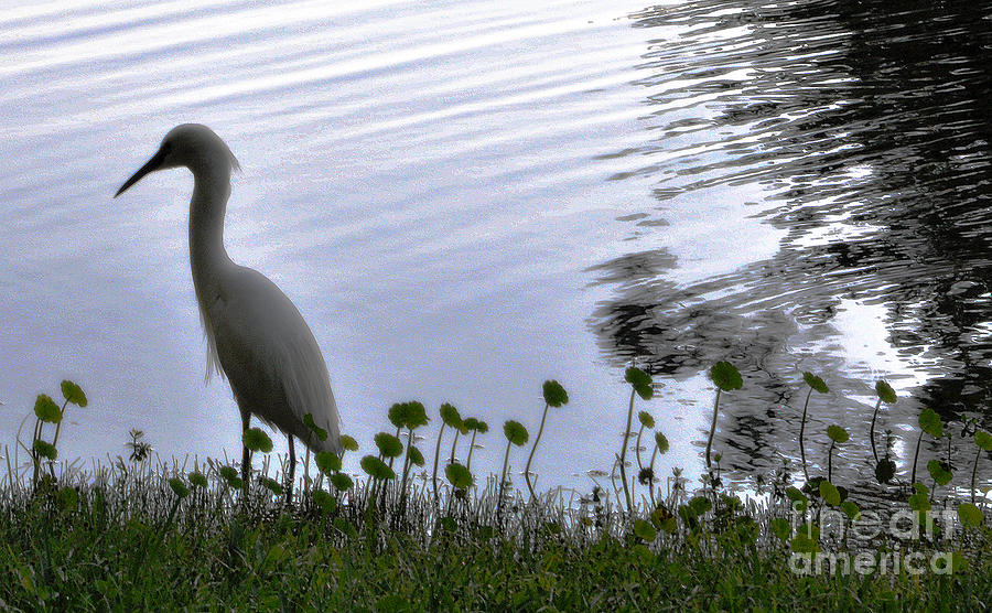 Egret Photograph - Tranquil Moments by Lydia Holly