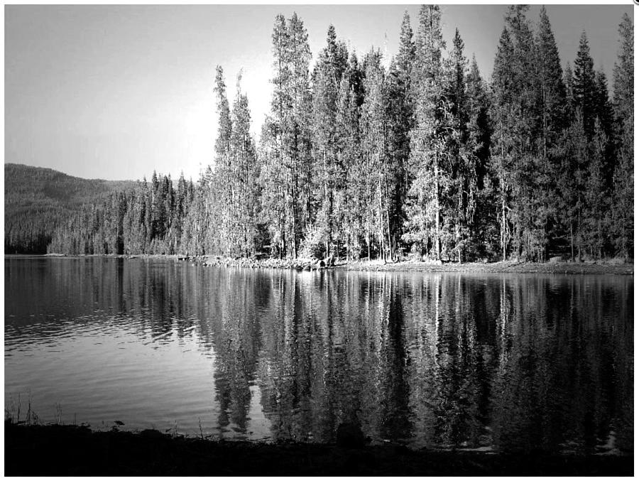 Tranquil Reflection in B and W Photograph by Joyce Dickens