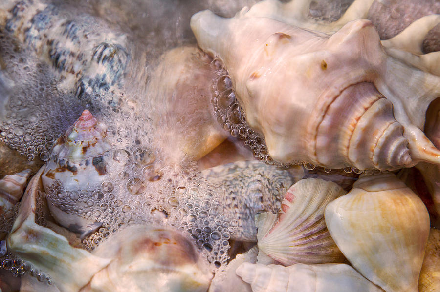 Shell Photograph - Tranquil Seashells by Betsy Knapp