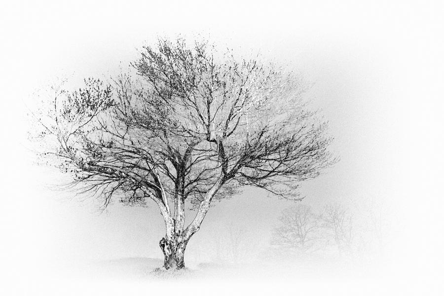 Tranquil Tree I - Blue Ridge Parkway Painting by Dan Carmichael