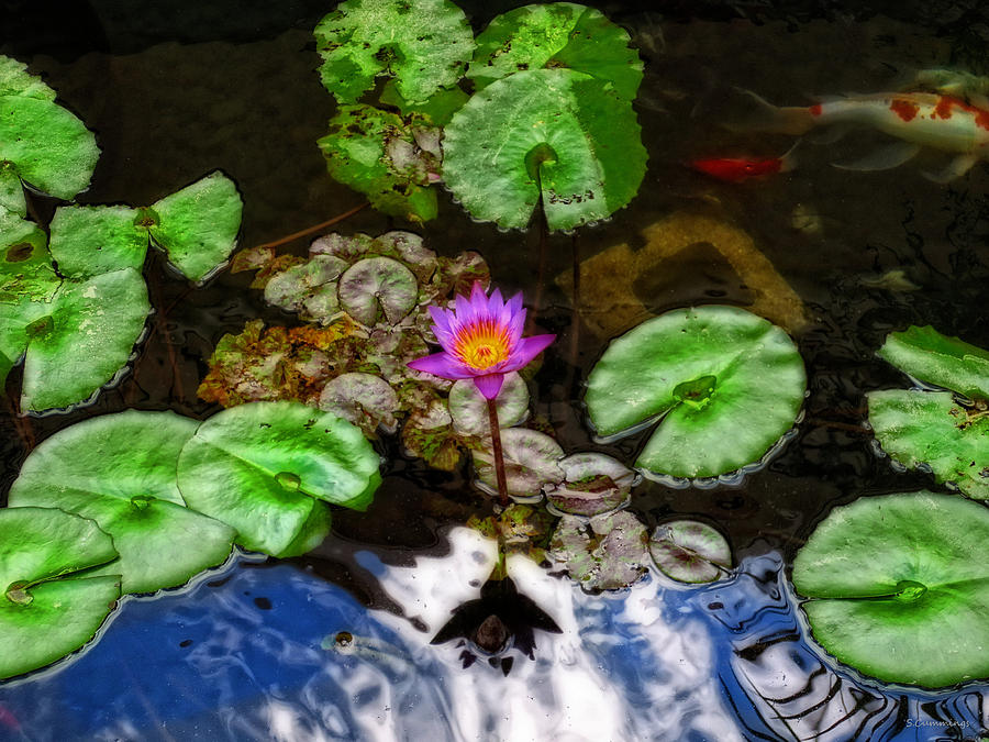 Lotus Painting - Tranquility - Lotus Flower Koi Pond by Sharon Cummings by Sharon Cummings