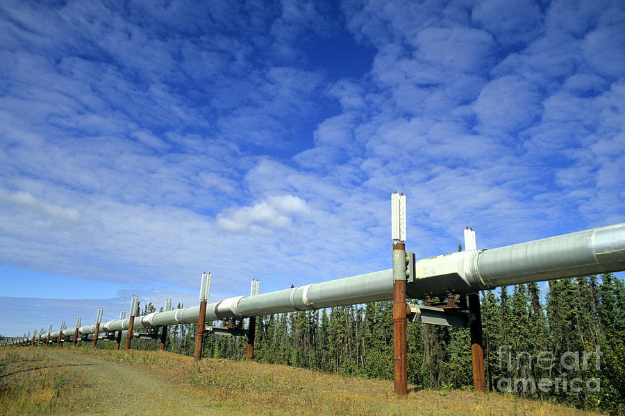 Trans-alaska Pipeline Photograph by Bill Bachmann
