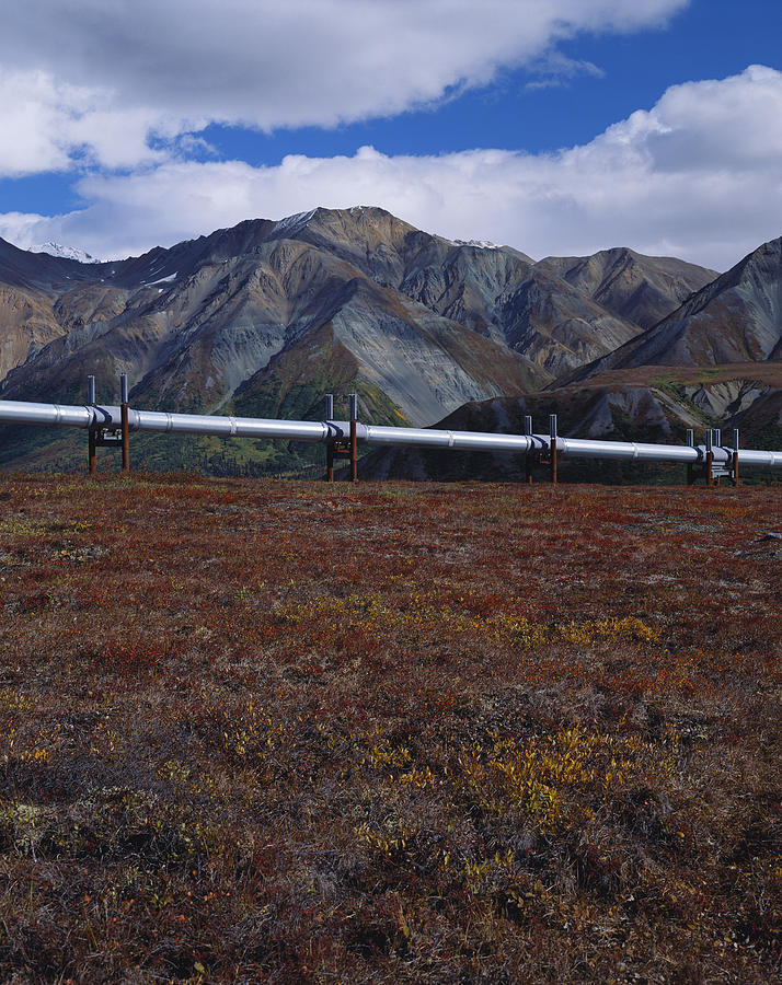 Trans-alaskan Oil Pipeline Photograph by Thomas And Pat Leeson