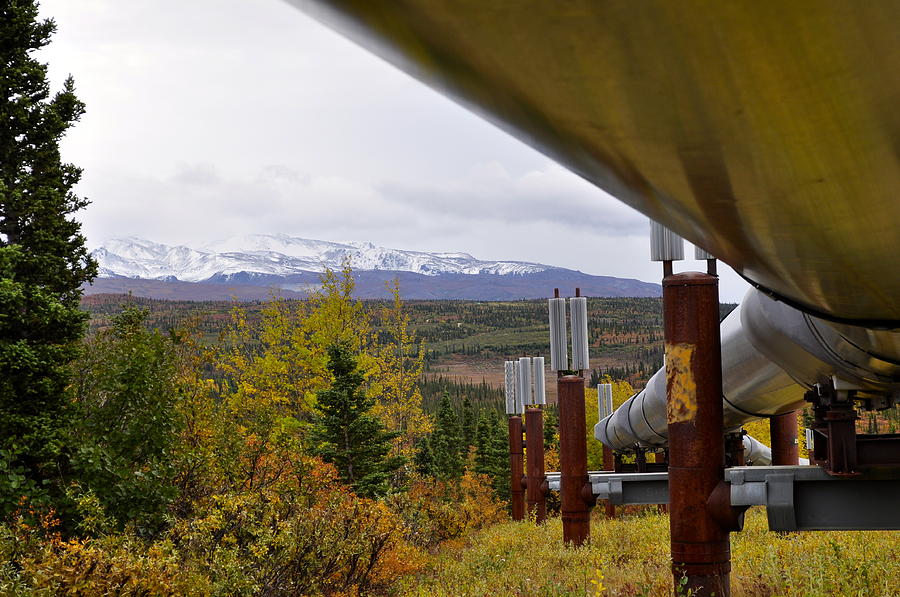 TransAlaska Pipeline Photograph by Cathy Mahnke