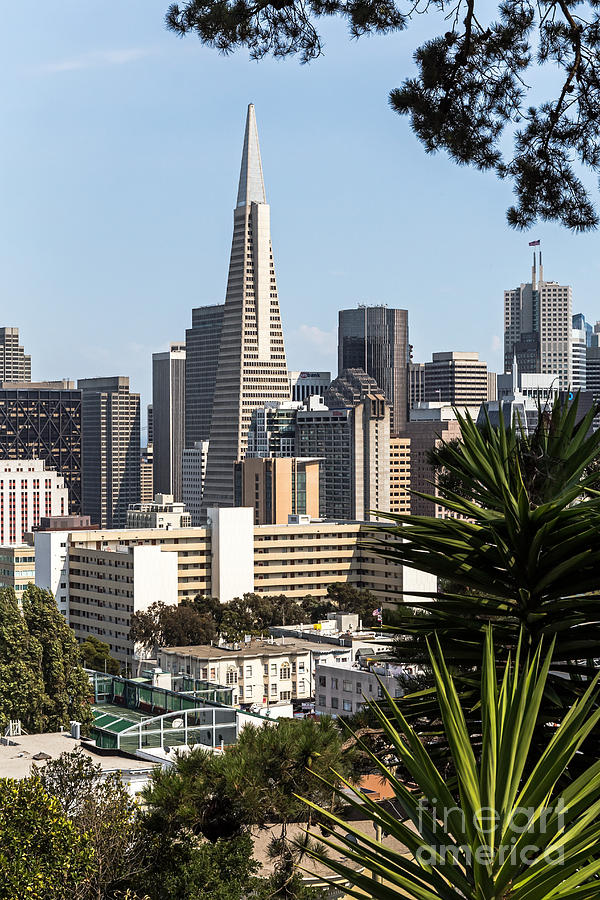San Francisco Photograph - Transamerica View by Kate Brown