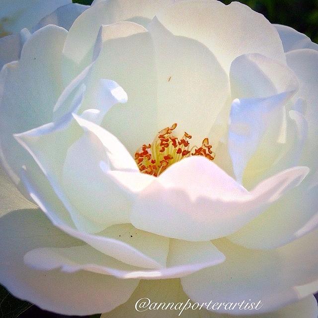 Summer Photograph - Transcendence White Rose by Anna Porter