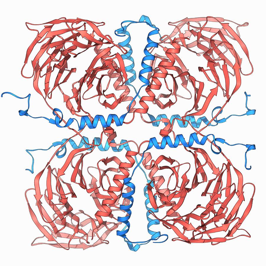 Transducin Protein Beta-gamma Complex Photograph by Laguna Design ...