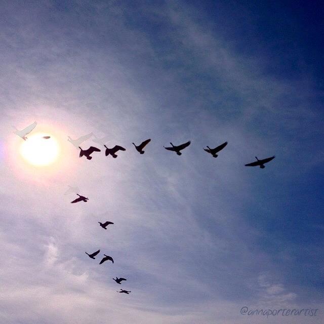 Geese Photograph - Transformation. Canadian Geese Flying by Anna Porter