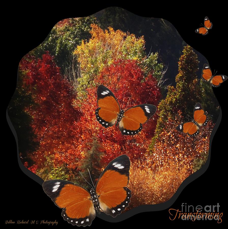 Fall Photograph - Transforming  by Bobbee Rickard