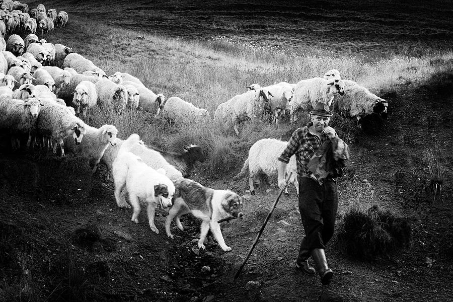 Sheep Photograph - Transhumance by Sebastian Vasiu |