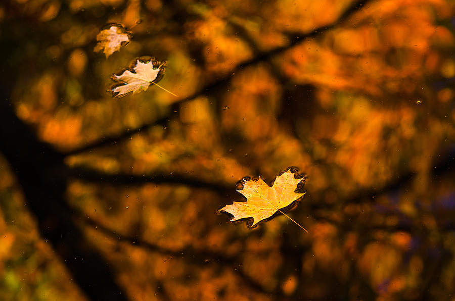 Fall Photograph - Transience by Craig Szymanski
