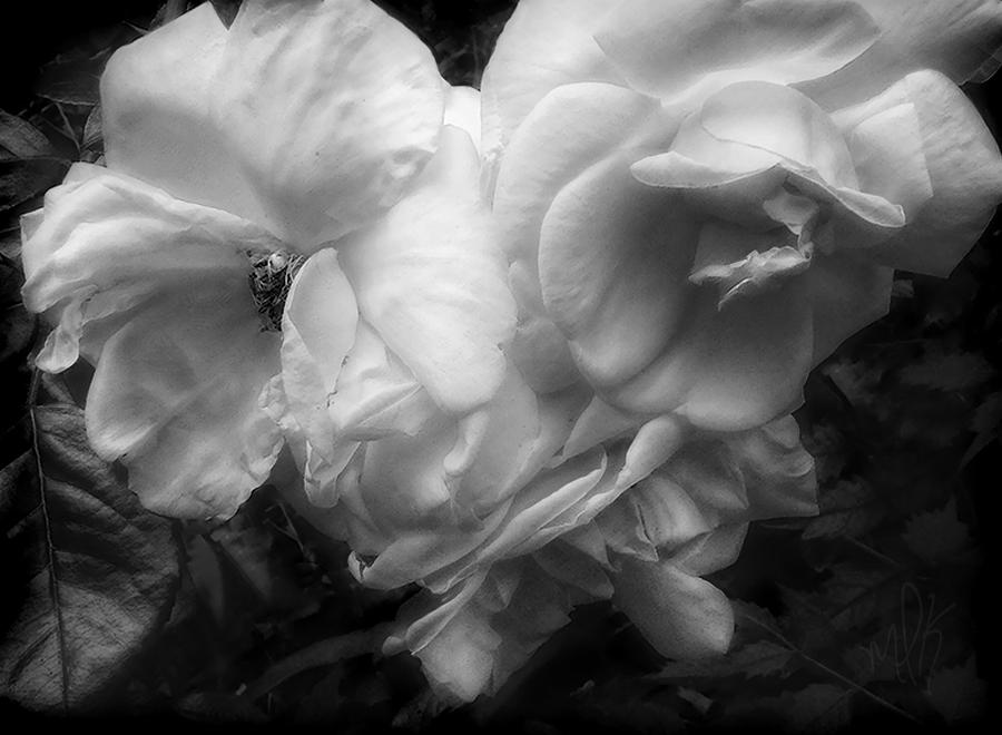 Transient Beauty Vintage Roses in Black and White Photograph by Louise Kumpf