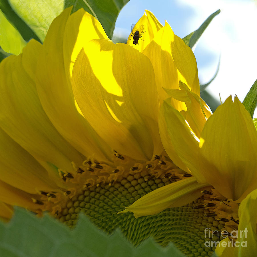 Sunflower Photograph - Translucence by Ann Horn
